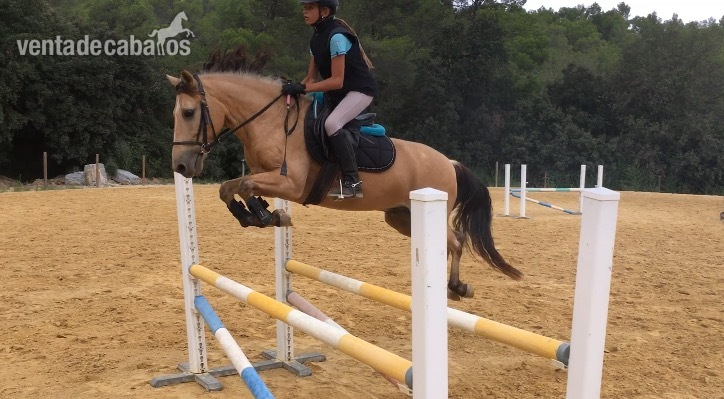 venta de pony c in 
