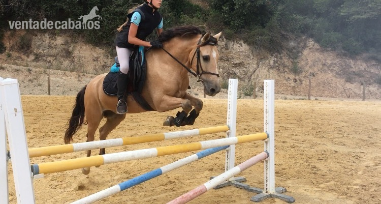 Poni de Competicion / Deporte