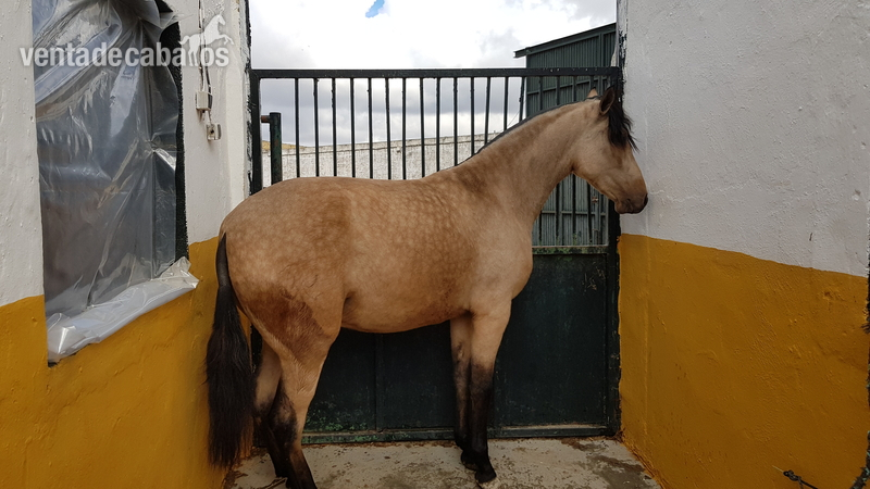 Potra baya de P.R.E in 