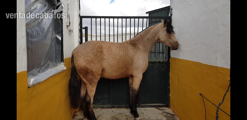 Pura raza española 