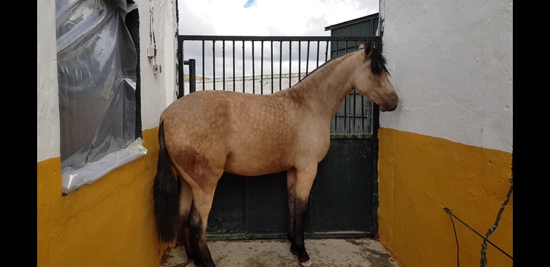 Pura raza española 