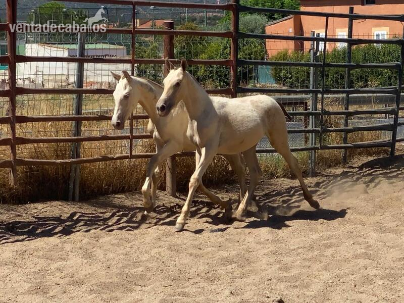 Potro perlino y potra isabela in 