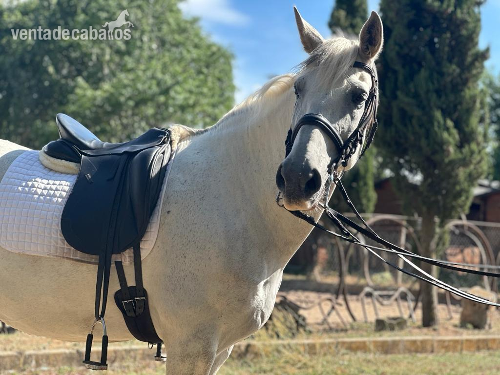 Caballo Español Muy Domado  in 