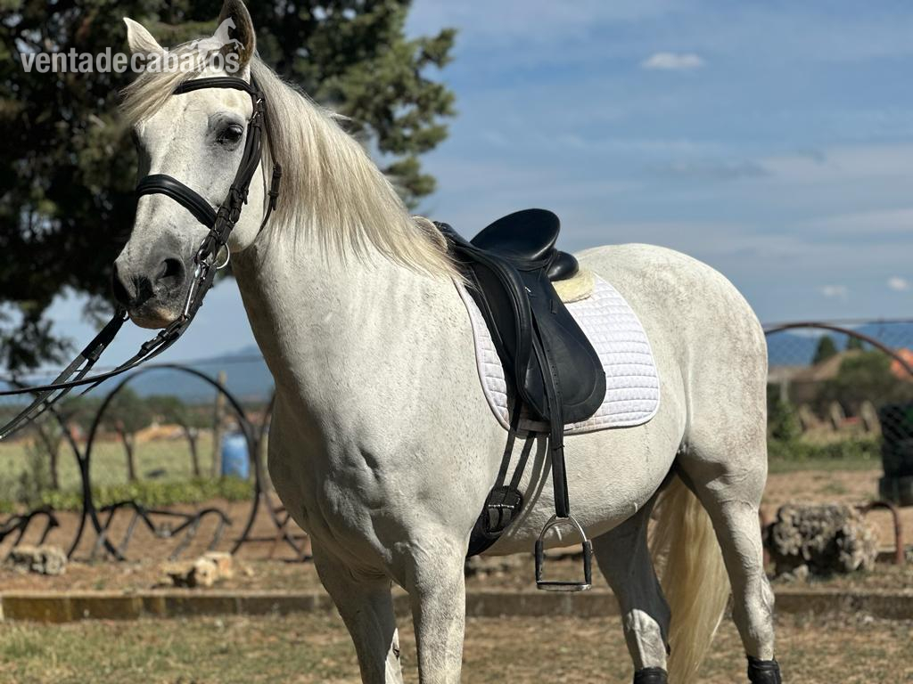 Caballos Pura Raza Española (P.R.E.) P.R.E.  - Caballo Español Muy Domado 