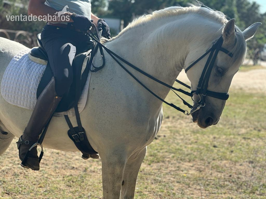 Caballo Español Muy Domado  - Caballos Pura Raza Española (P.R.E.) P.R.E. 