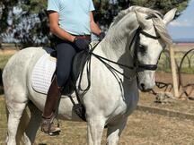 Caballo Español Muy Domado
