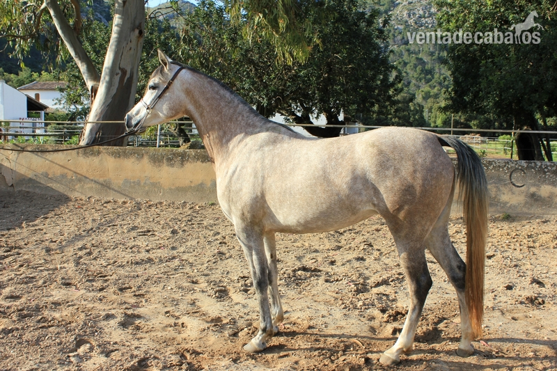 POTRAS P.R.árabe en venta in 