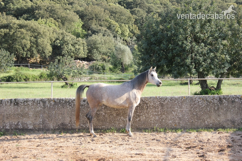 Caballos Árabes Arabe - POTRAS P.R.árabe en venta