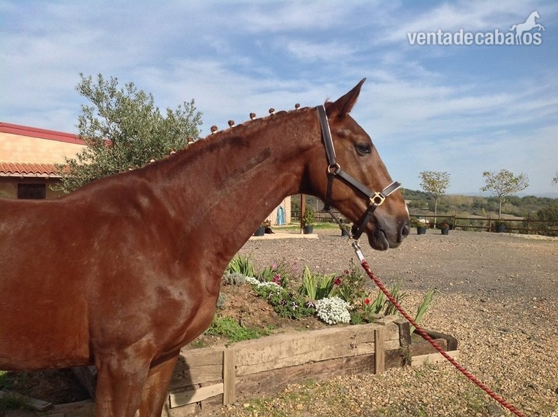 Caballo de Deporte Español (CDE)