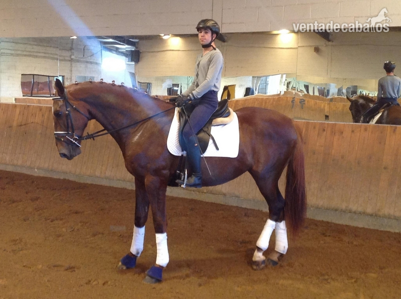 Caballo de Deporte Español (CDE) {TYPE}