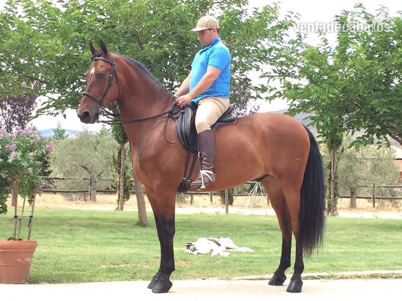 Venta caballo PRE, 5 años. in 