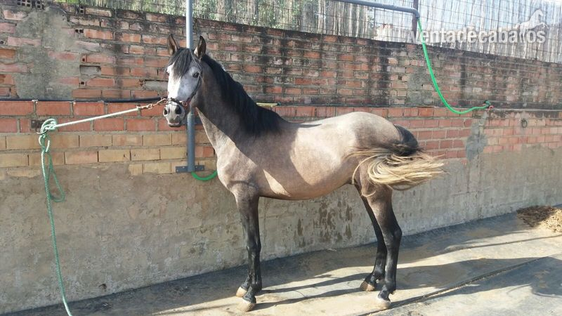 POTRO HISPANO ÁRABE in 