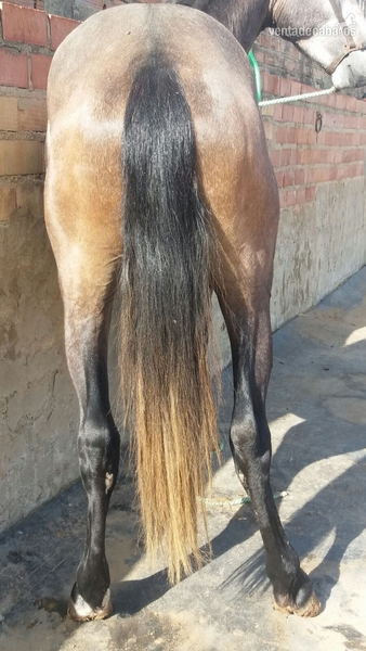 Hispano-Arabe