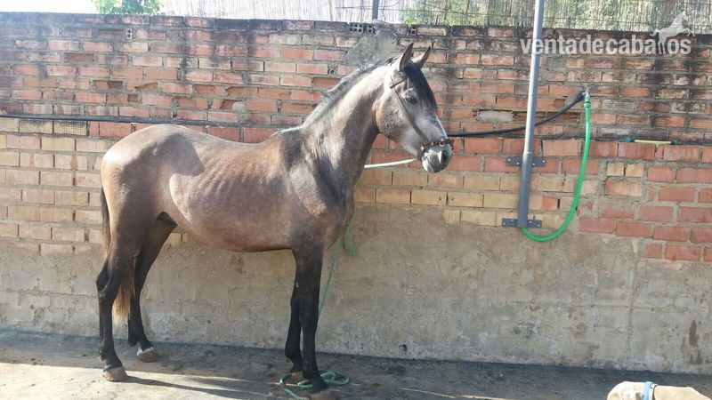 Hispano-Arabe {TYPE}