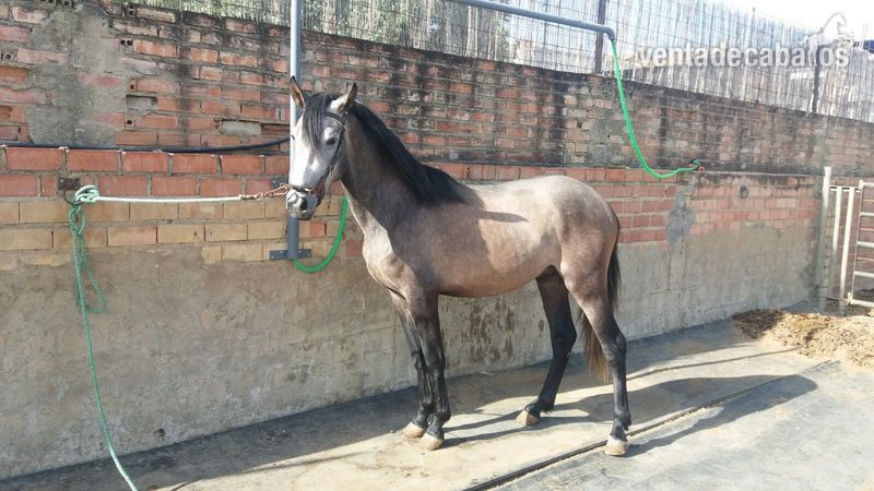 POTRO HISPANO ÁRABE