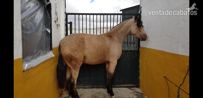 Pura raza española 