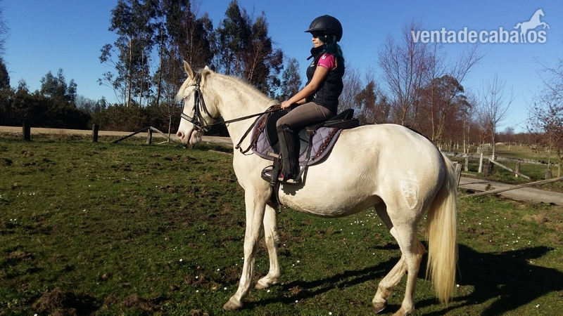 Poni D albina in 