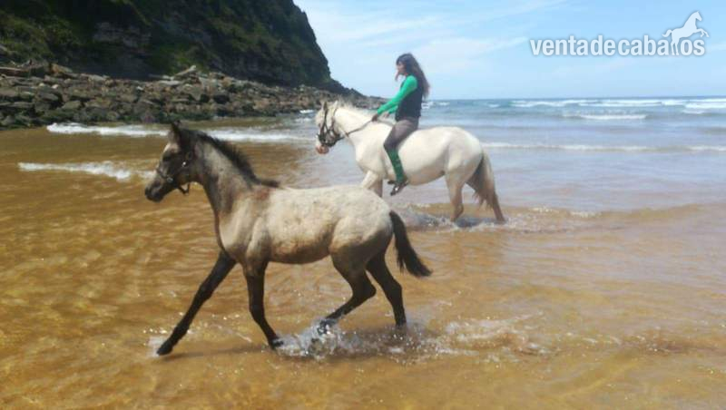 Ponis Pony Club Lusoarabe - Poni D albina