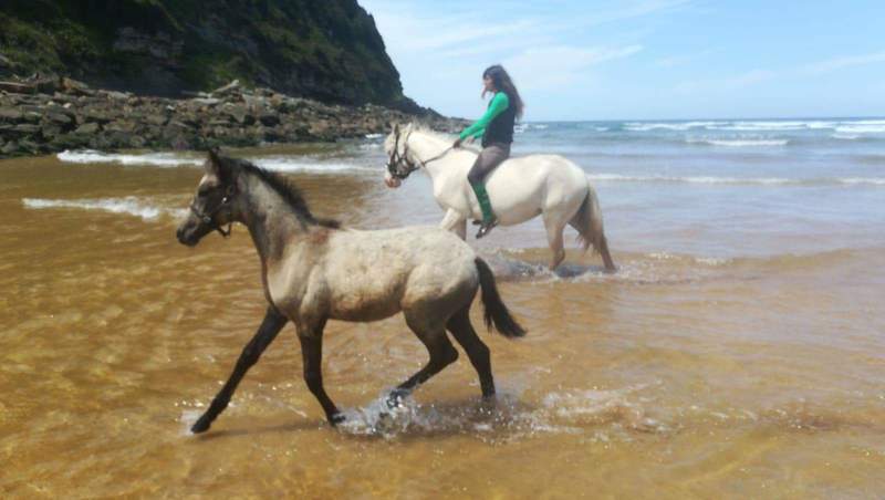 Ponis Pony Club Lusoarabe - Poni D albina