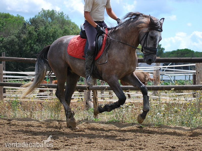 Caballos Pura Raza Española (P.R.E.) Pura Raza Española - PRE 4 AÑOS  DOMA CLASICA (VIDEO)