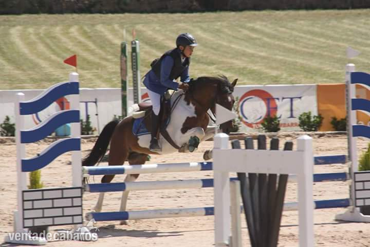 Vendo poni B salto y completo in 
