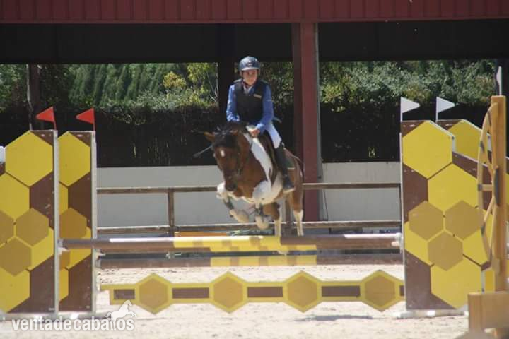 Poni de Competicion / Deporte