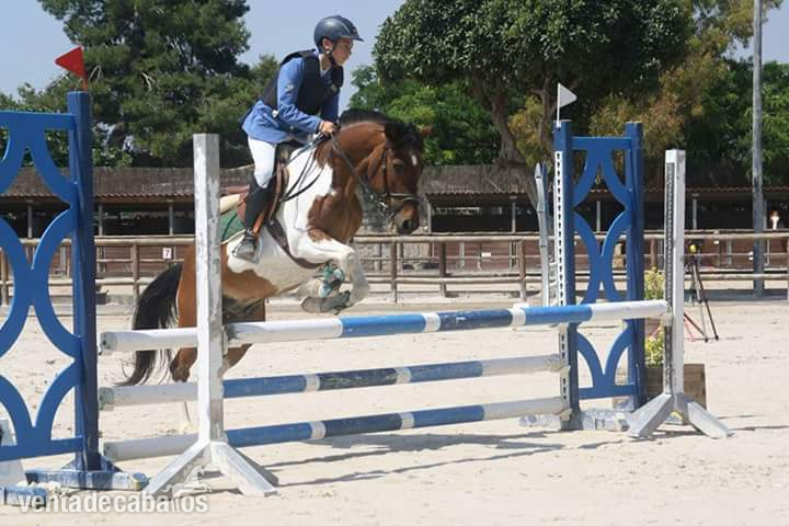 Poni de Competicion / Deporte {TYPE}