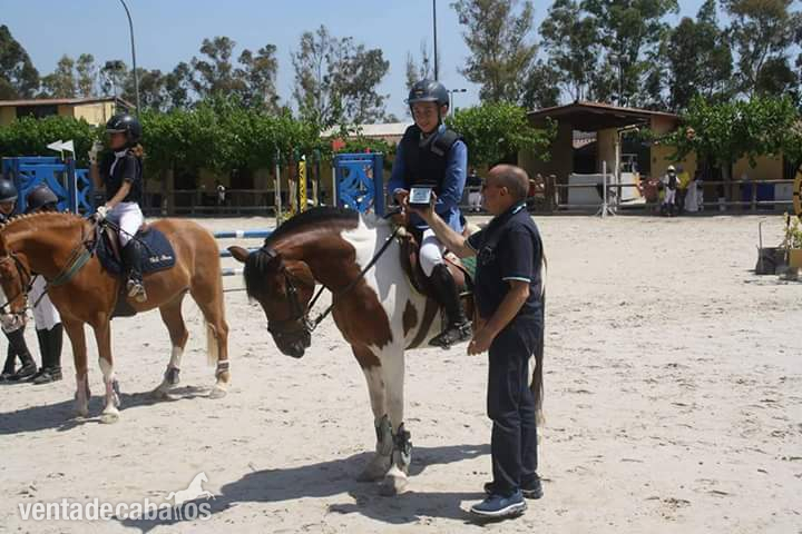 Ponis Pony Club Poni de Competicion / Deporte - Vendo poni B salto y completo