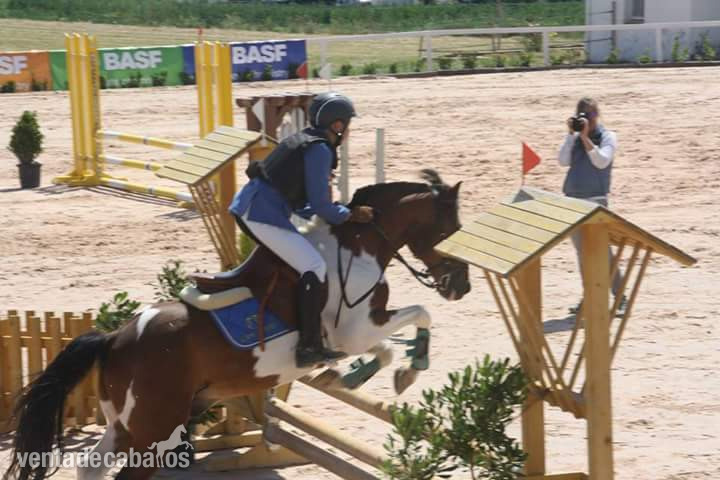 Vendo poni B salto y completo - Ponis Pony Club Poni de Competicion / Deporte