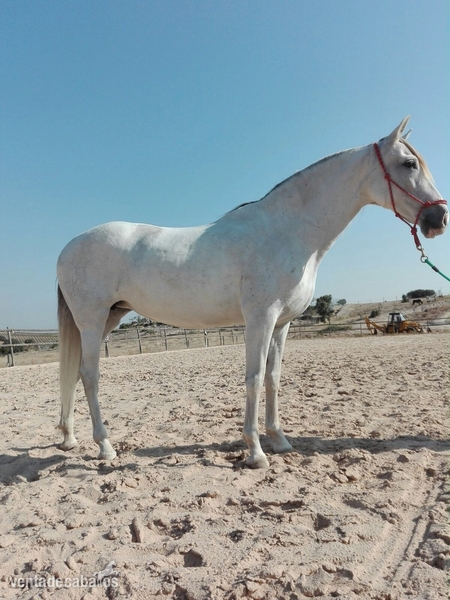 Yegua para monta y cria Hierro-del-Bocado in 