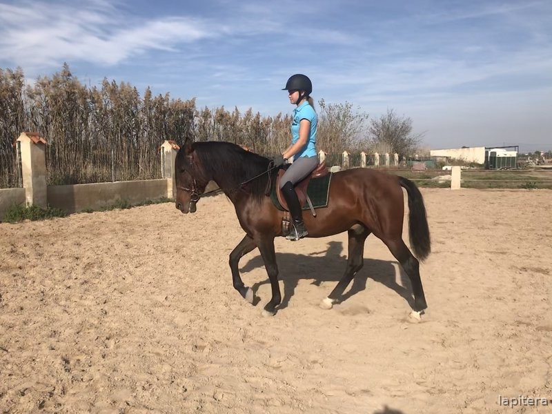  Caballo castaño con doma muy sólida  - Caballos Pura Raza Española (P.R.E.) in 