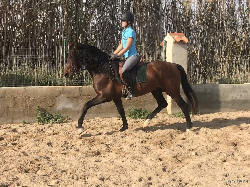  Caballo castaño con doma muy sólida  - Caballos Pura Raza Española (P.R.E.)