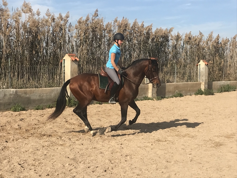  Caballo castaño con doma muy sólida  in 