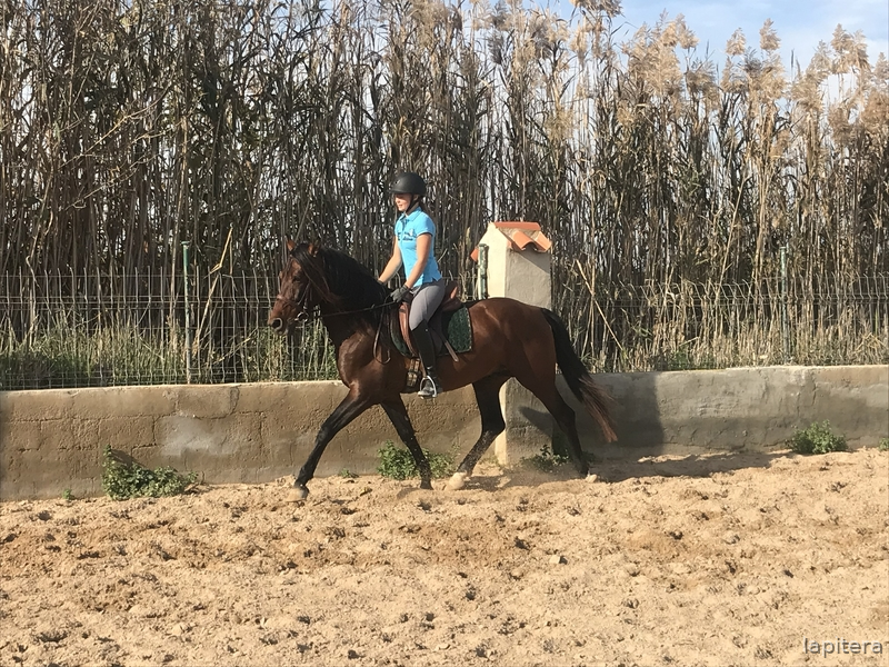  Caballo castaño con doma muy sólida  