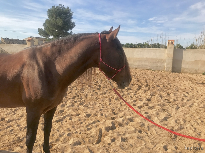 Caballos Pura Raza Española (P.R.E.) PRE -  Caballo castaño con doma muy sólida 