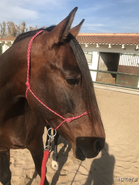  Caballo castaño con doma muy sólida  - Caballos Pura Raza Española (P.R.E.) PRE