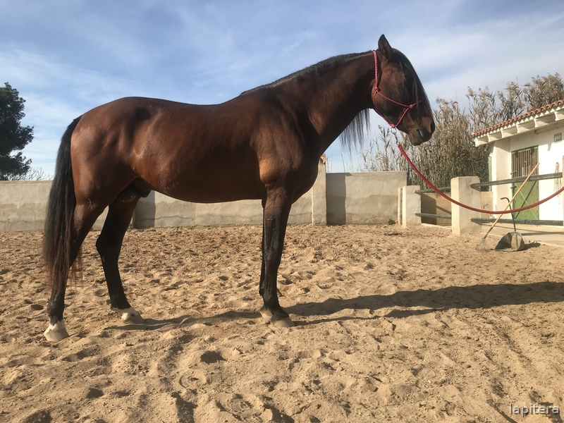  Caballo castaño con doma muy sólida  - PRE