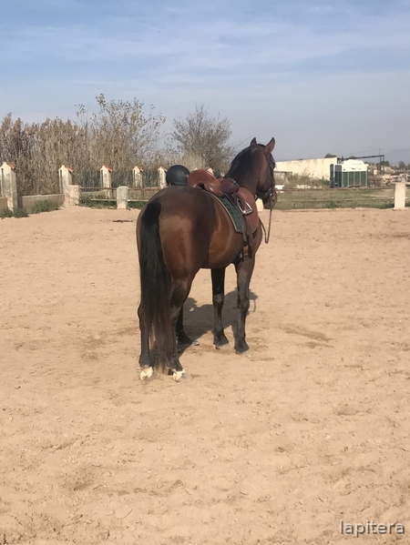  Caballo castaño con doma muy sólida  - Caballos Pura Raza Española (P.R.E.)