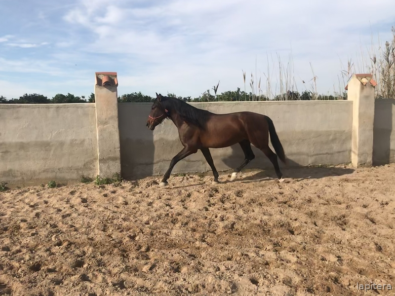  Caballo castaño con doma muy sólida 