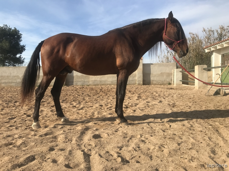   Caballo castaño con doma muy sólida 