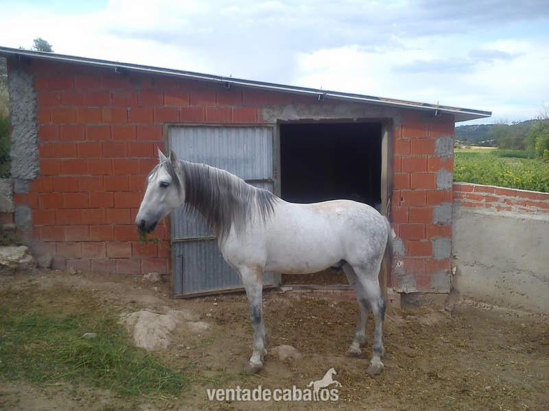 Vendo caballo de 9 años in 
