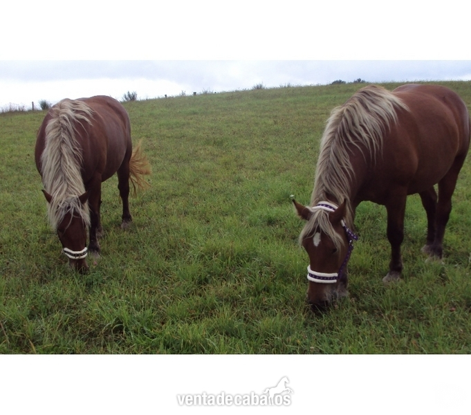 gemelo caballo de 7años in 