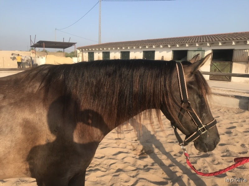 Caballos Pura Raza Española (P.R.E.) PRE - Yegua negra muy femenina y noble