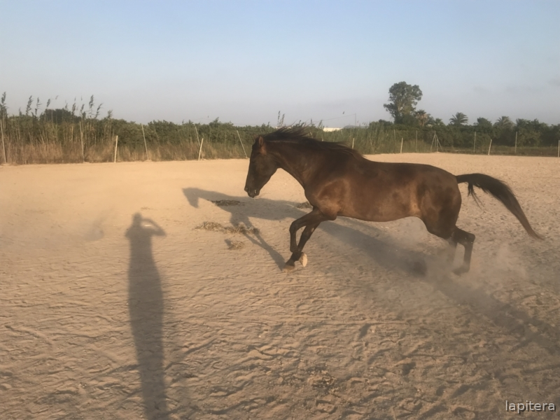 Yegua negra muy femenina y noble - Caballos Pura Raza Española (P.R.E.) PRE