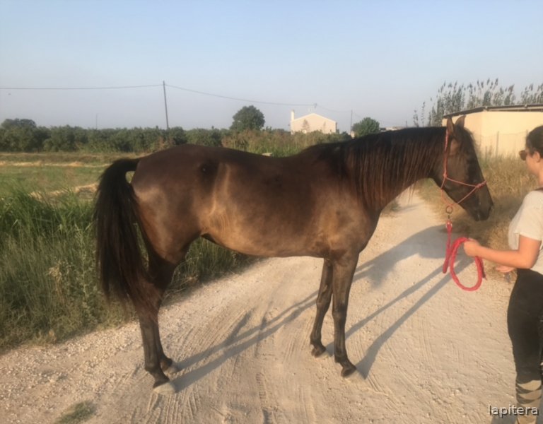 Yegua negra muy femenina y noble - Caballos Pura Raza Española (P.R.E.)
