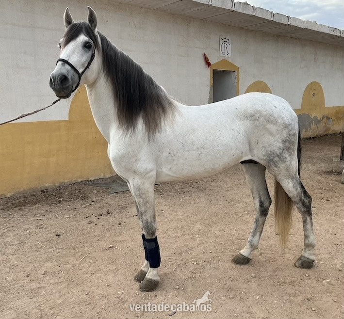 SE VENDE PURA RAZA ESPAÑOLA in 