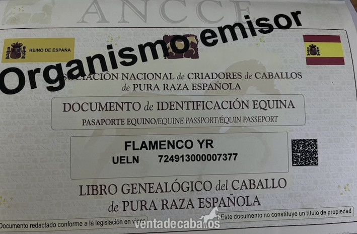 SE VENDE PURA RAZA ESPAÑOLA - EMPTY