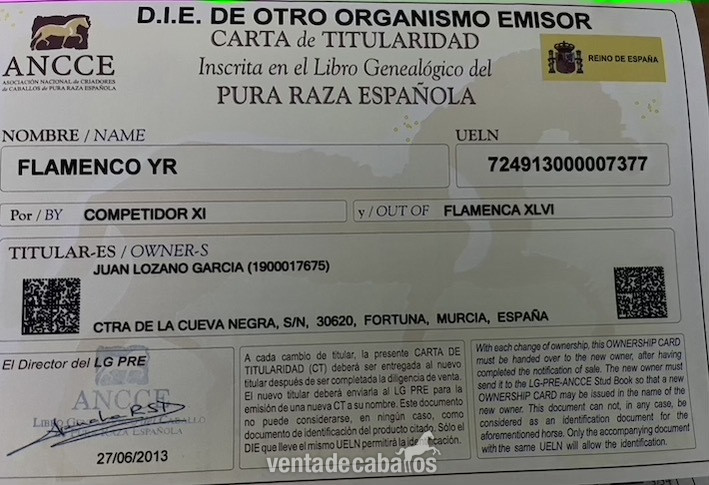 SE VENDE PURA RAZA ESPAÑOLA - Caballos Pura Raza Española (P.R.E.)