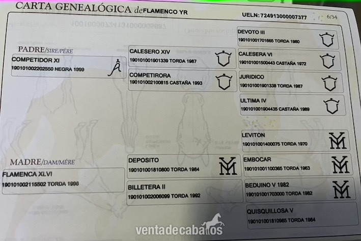 SE VENDE PURA RAZA ESPAÑOLA