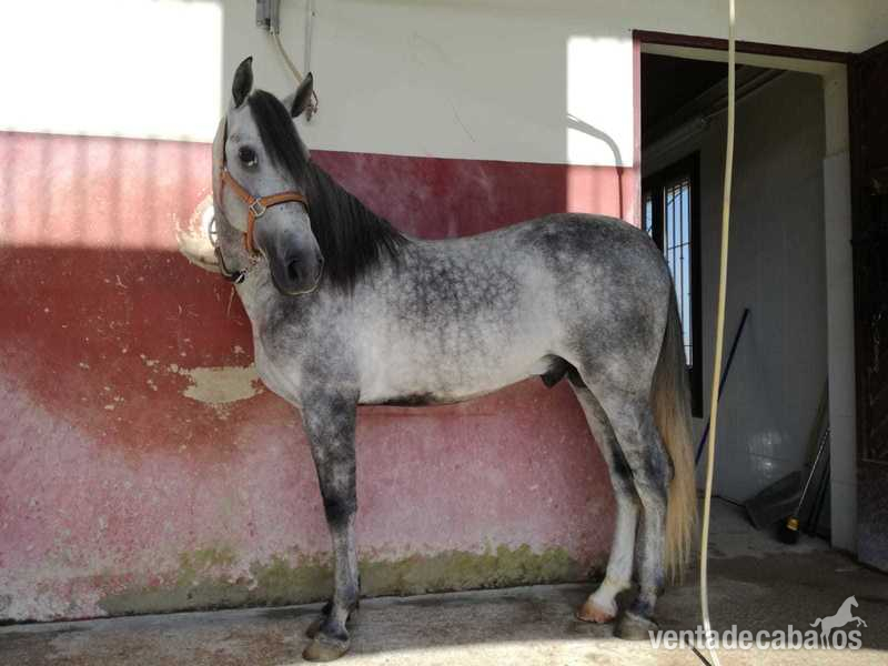 En venta potro PRE, muy buen carácter. in 